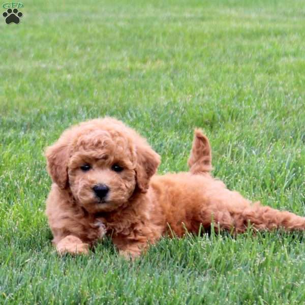 Pipi, Bich-Poo Puppy