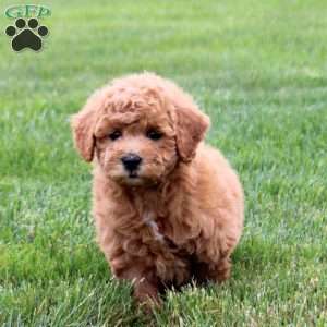 Pipi, Bich-Poo Puppy