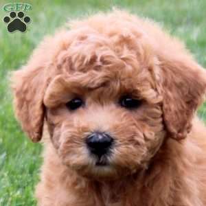 Pipi, Bich-Poo Puppy