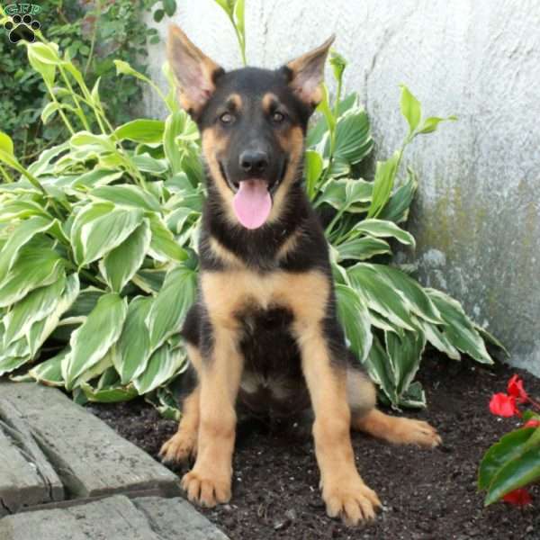 Pippa, German Shepherd Puppy