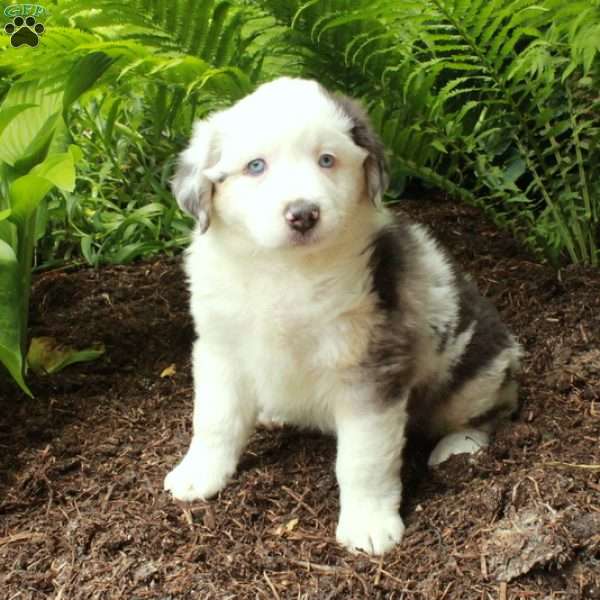 Pippin, Australian Shepherd Puppy