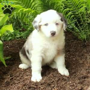 Pippin, Australian Shepherd Puppy
