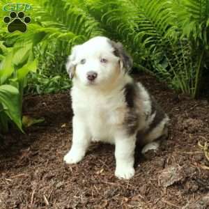 Pippin, Australian Shepherd Puppy