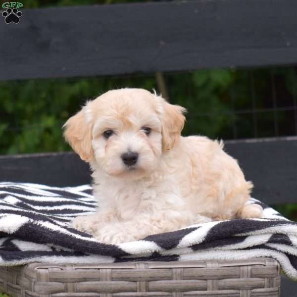 Pistachio, Maltipoo Puppy