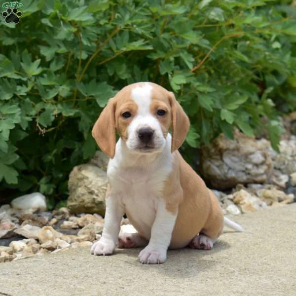 Pistachio, Beagle Puppy