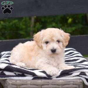 Pistachio, Maltipoo Puppy