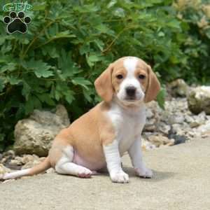 Pistachio, Beagle Puppy