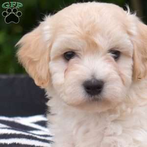 Pistachio, Maltipoo Puppy