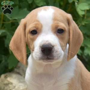 Pistachio, Beagle Puppy