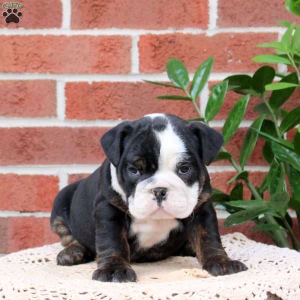 Polly, English Bulldog Puppy