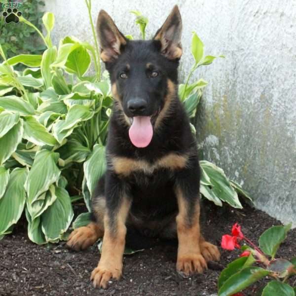 Polly, German Shepherd Puppy