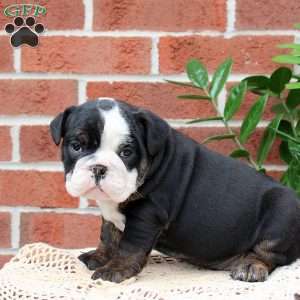 Polly, English Bulldog Puppy