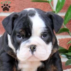 Polly, English Bulldog Puppy