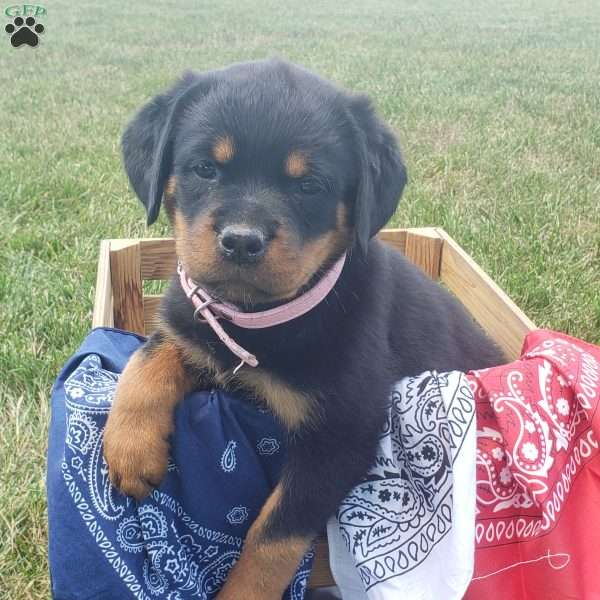 Polly, Rottweiler Puppy