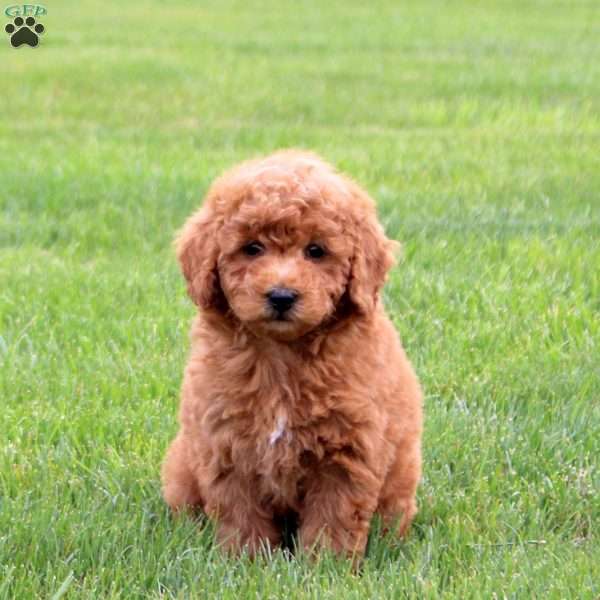 Ponder, Bich-Poo Puppy