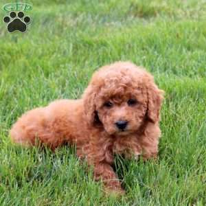 Ponder, Bich-Poo Puppy