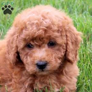 Ponder, Bich-Poo Puppy