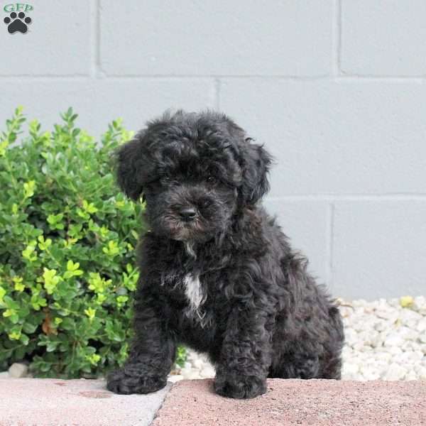 Popcorn, Havapoo Puppy