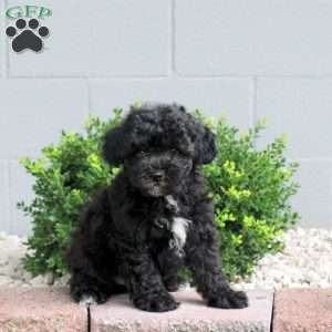Popcorn, Havapoo Puppy