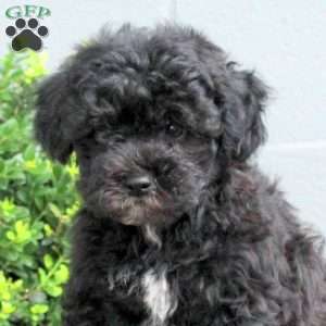 Popcorn, Havapoo Puppy