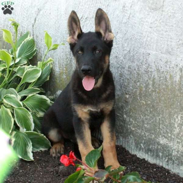Pope, German Shepherd Puppy