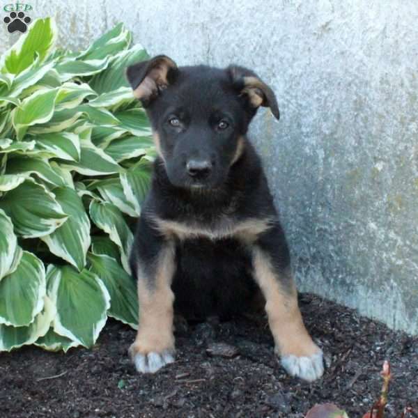 Pope, German Shepherd Puppy