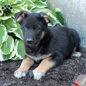 Pope, German Shepherd Puppy