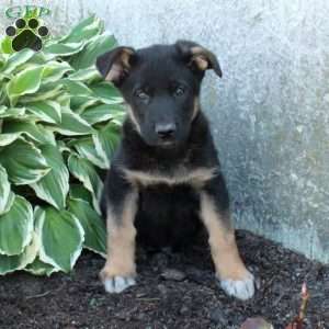 Pope, German Shepherd Puppy