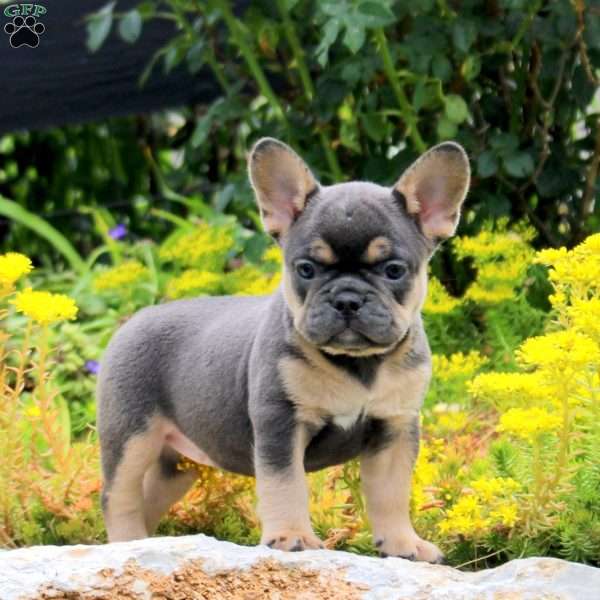 Poppy, French Bulldog Puppy