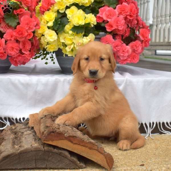 Poppy, Golden Retriever Puppy