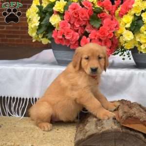 Poppy, Golden Retriever Puppy
