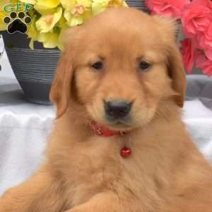 Poppy, Golden Retriever Puppy