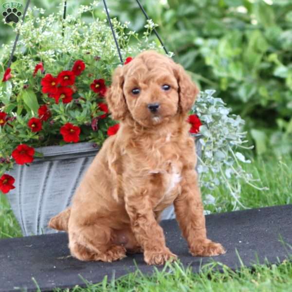 Poppy, Miniature Poodle Puppy