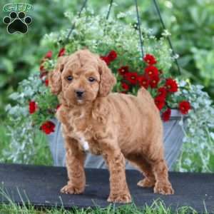 Poppy, Miniature Poodle Puppy