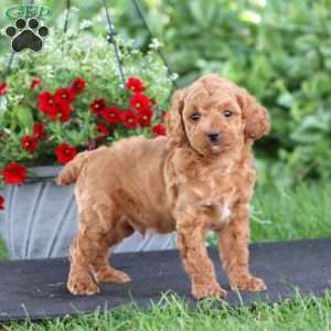 Poppy, Miniature Poodle Puppy