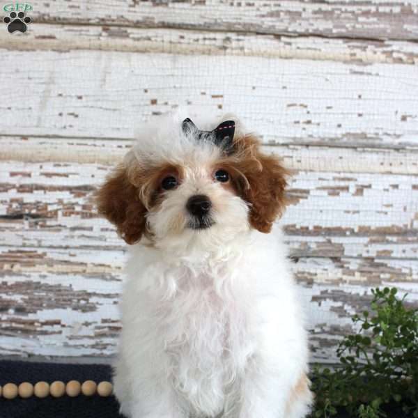 Poppy, Toy Poodle Puppy