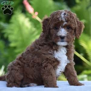 Porter, Cavapoo Puppy