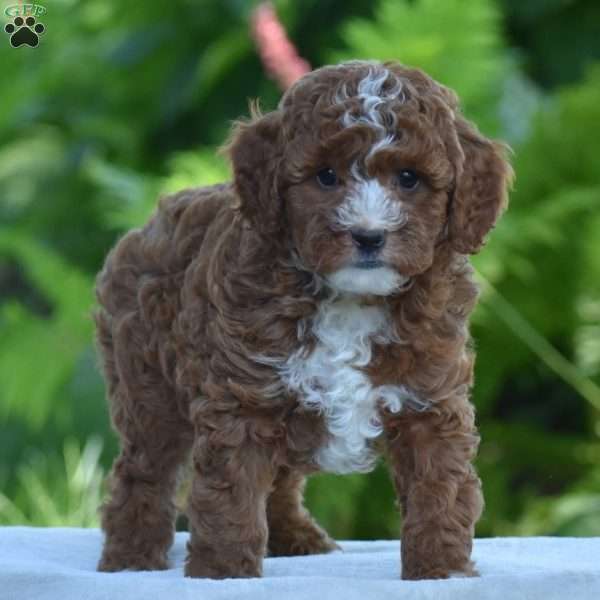 Porter, Cavapoo Puppy