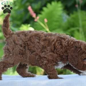 Porter, Cavapoo Puppy