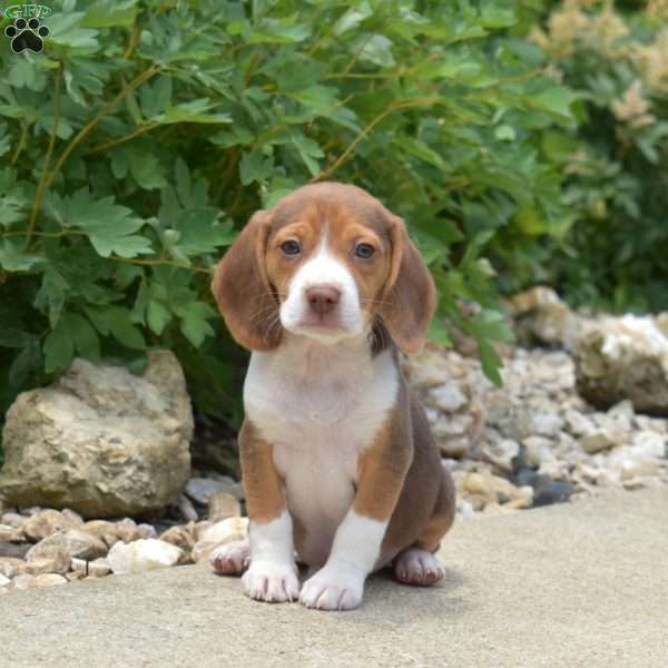 Porter, Beagle Puppy