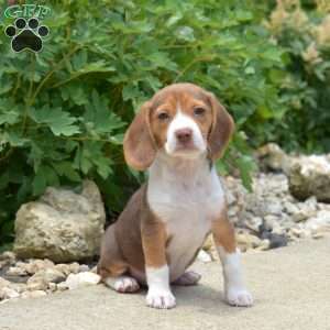 Porter, Beagle Puppy