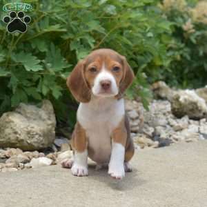 Porter, Beagle Puppy