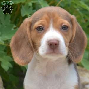 Porter, Beagle Puppy