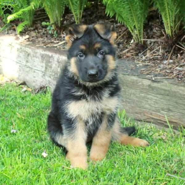 Portia, German Shepherd Puppy