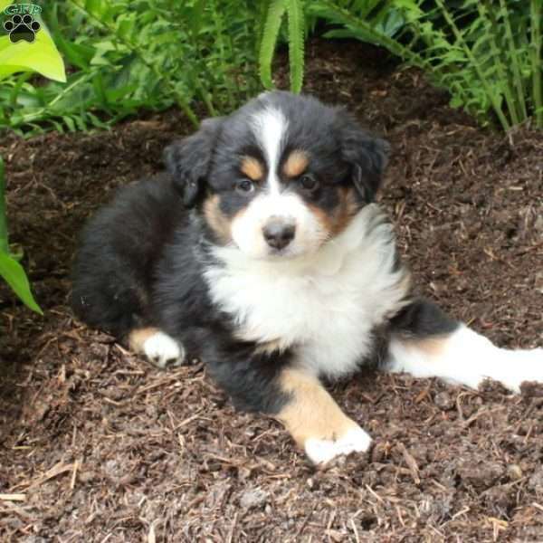 Posey, Australian Shepherd Puppy