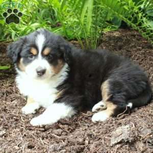 Posey, Australian Shepherd Puppy