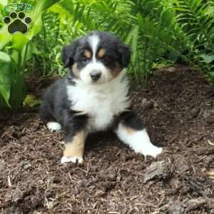 Posey, Australian Shepherd Puppy