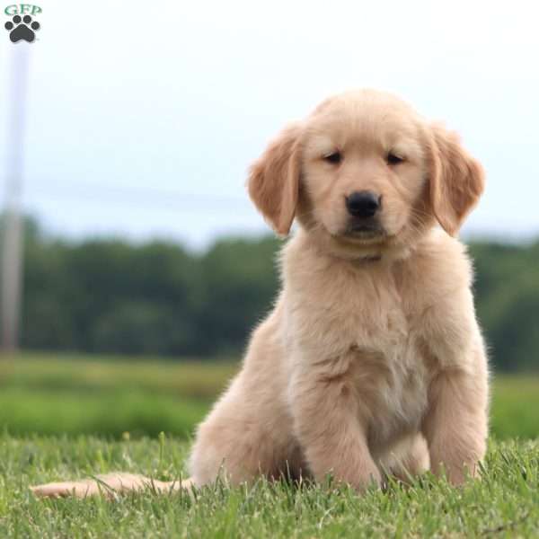 Power Ade, Golden Retriever Puppy