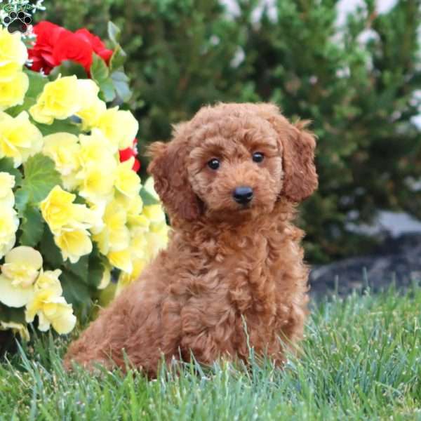 Precious, Miniature Poodle Puppy
