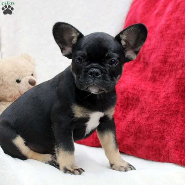 Preston, French Bulldog Puppy